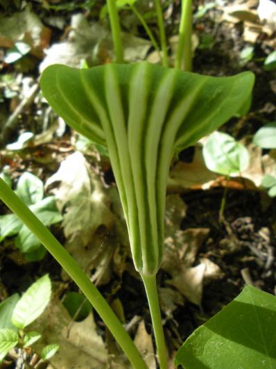 Arisaema triphyllum var. stewardsonii