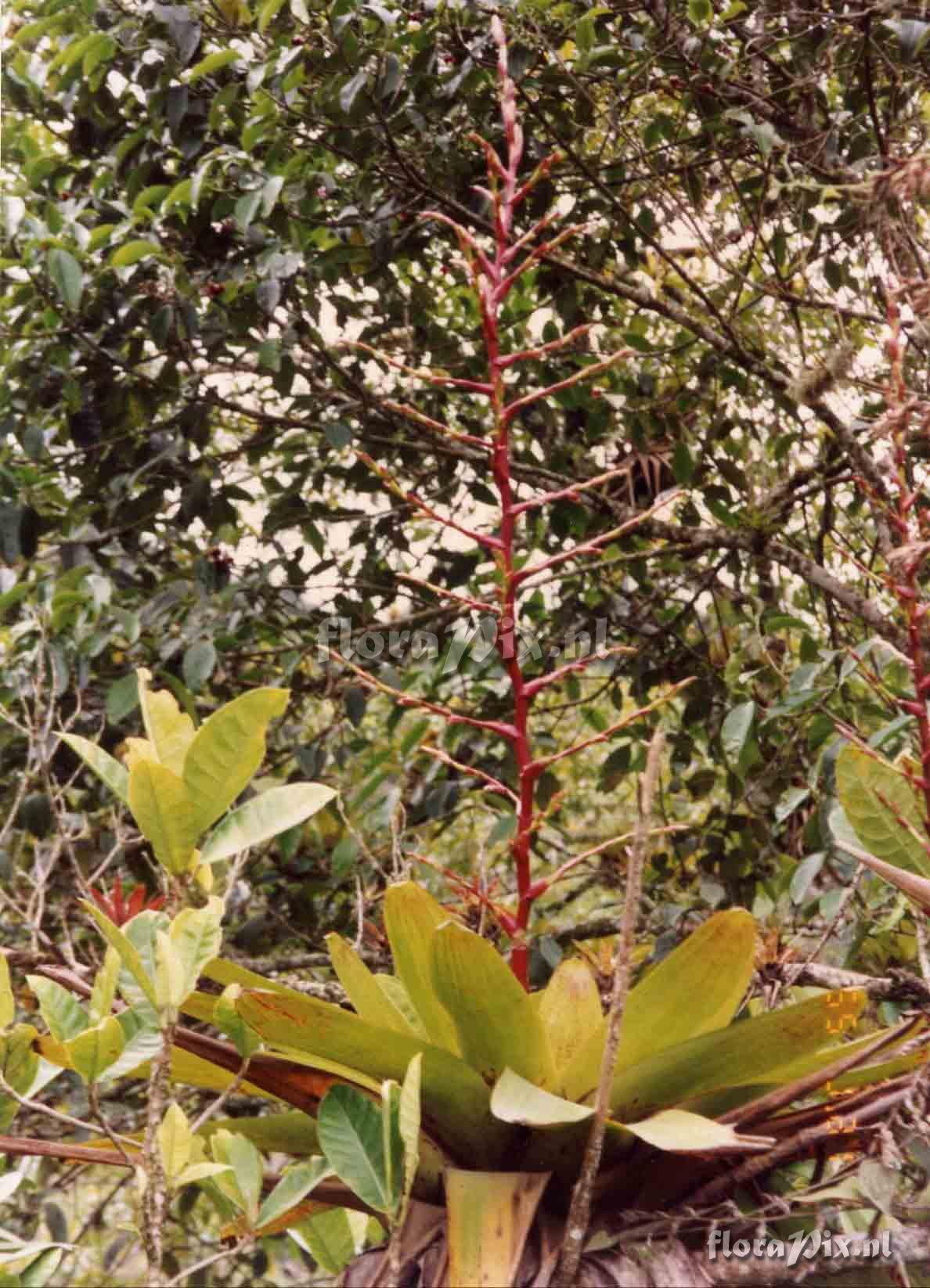 Tillandsia maculata