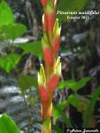Pitcairnia maidifolia