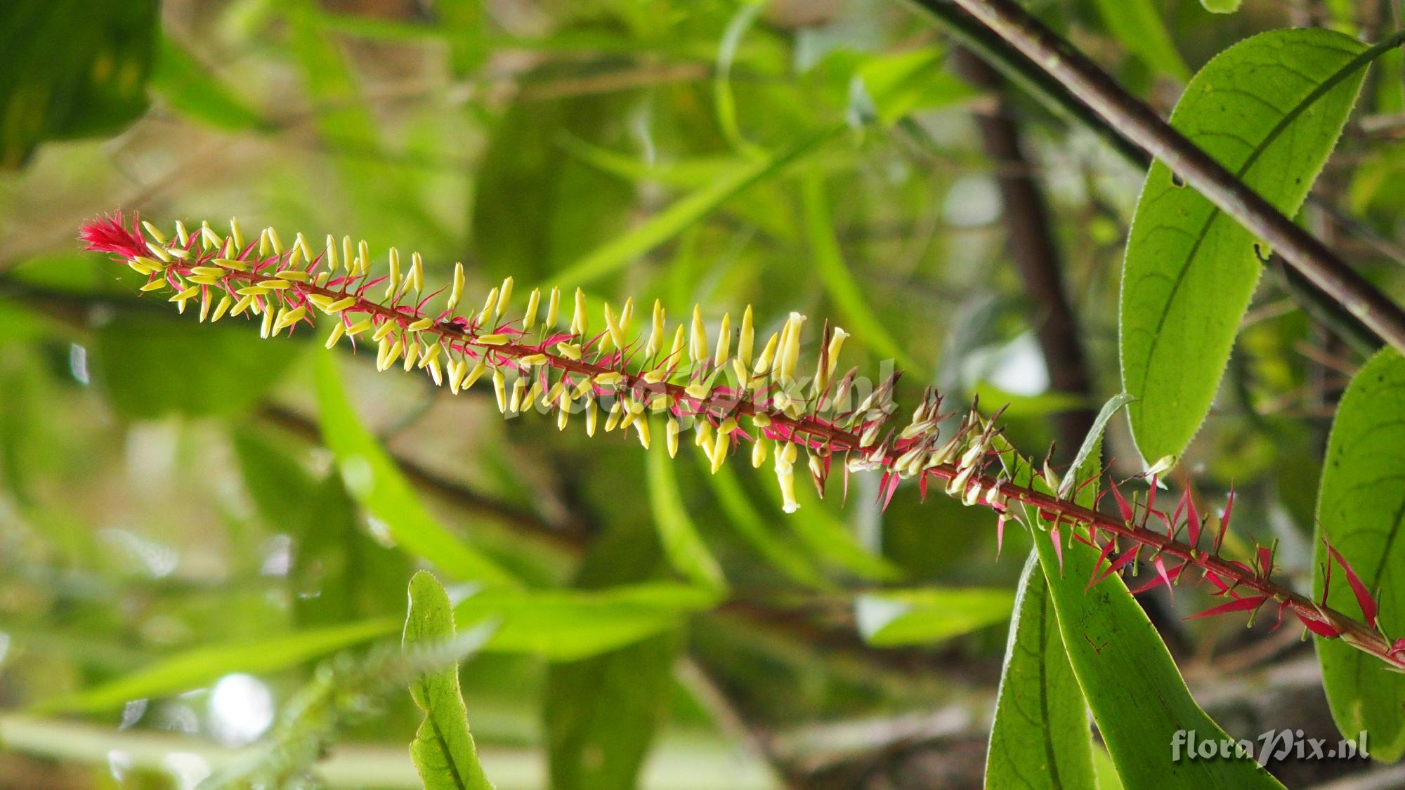 Pitcairnia bicolor
