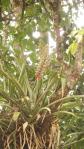 Aechmea angustifolia