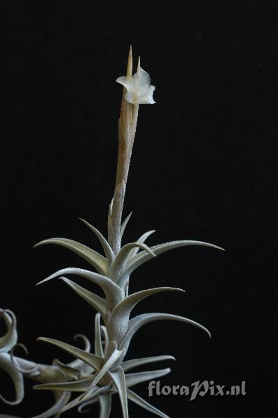 Tillandsia yuncharaensis