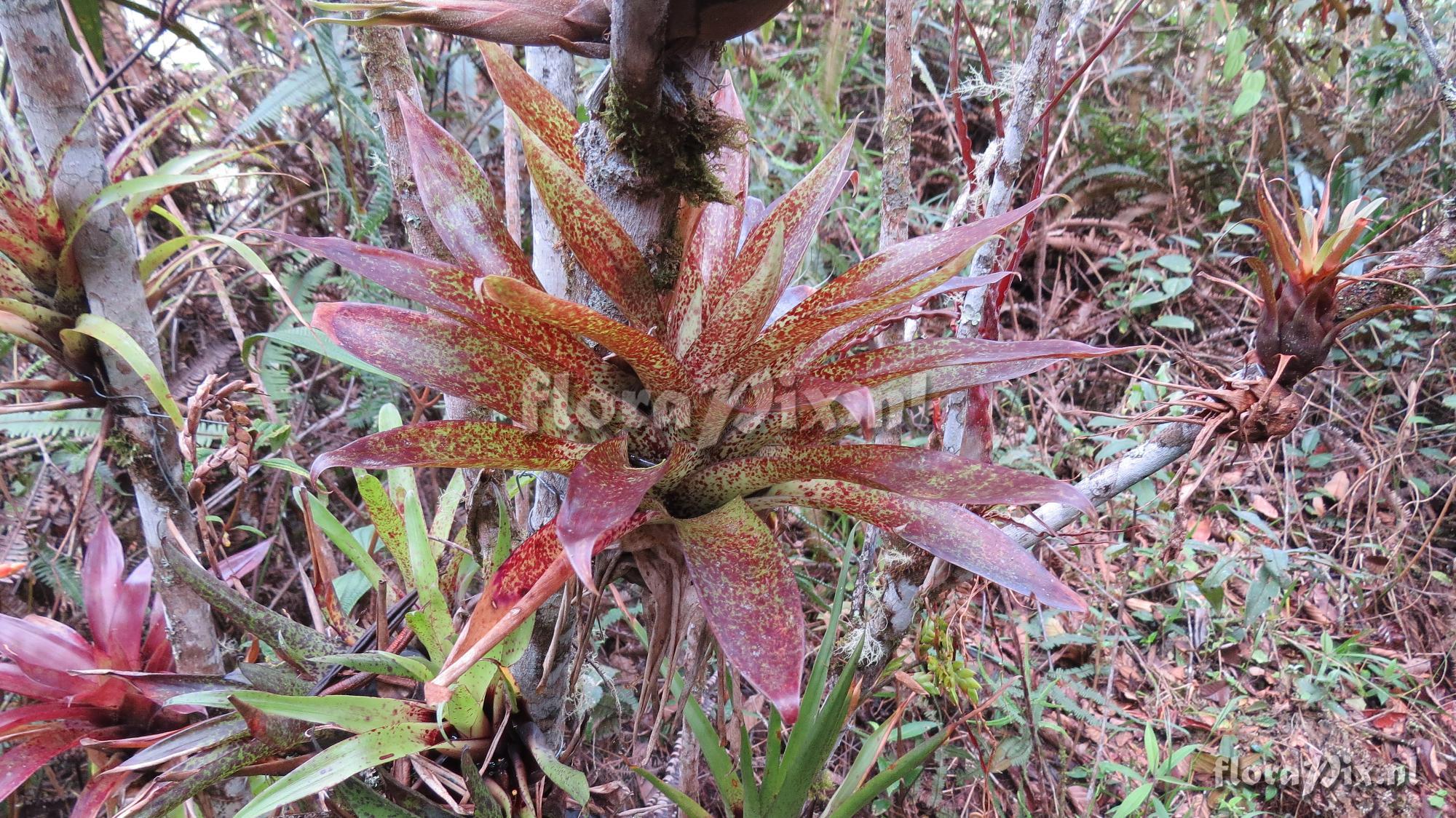 Tillandsia biflora (Colombia)