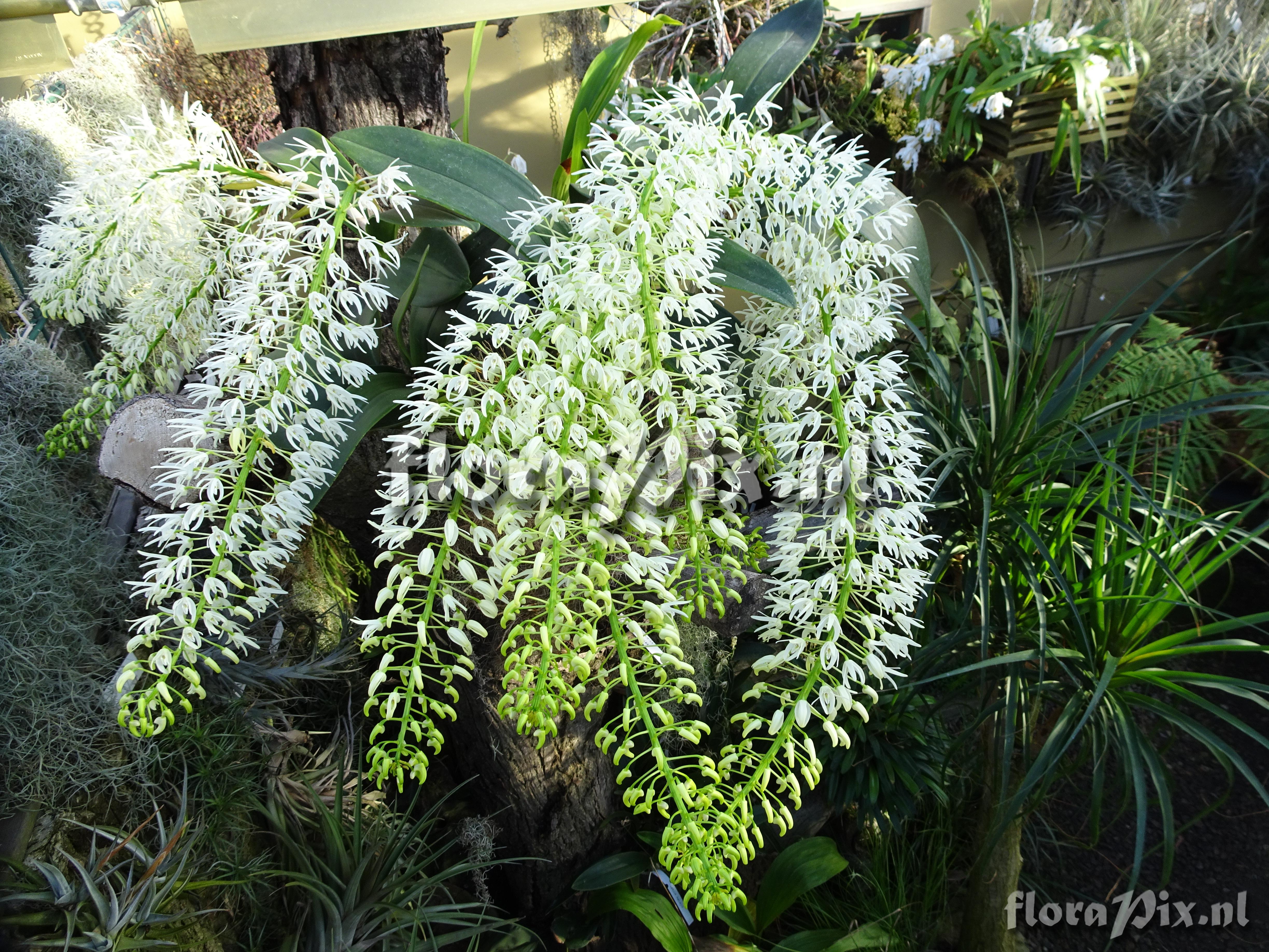 Dendrobium speciosum var Hillii