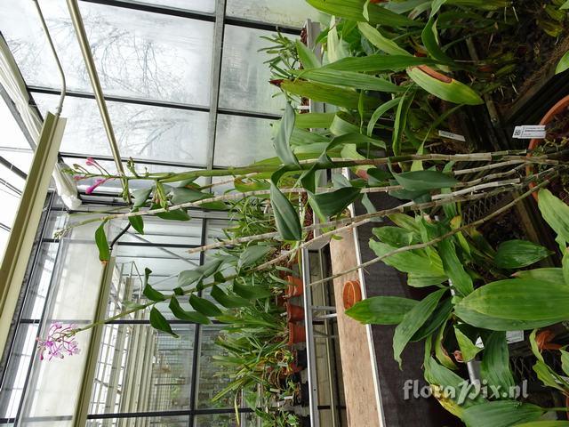Epidendrum porphyreum