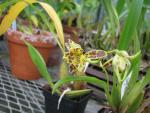 Odontoglossum liindleyanum