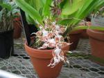 Odontoglossum crocidipterum
