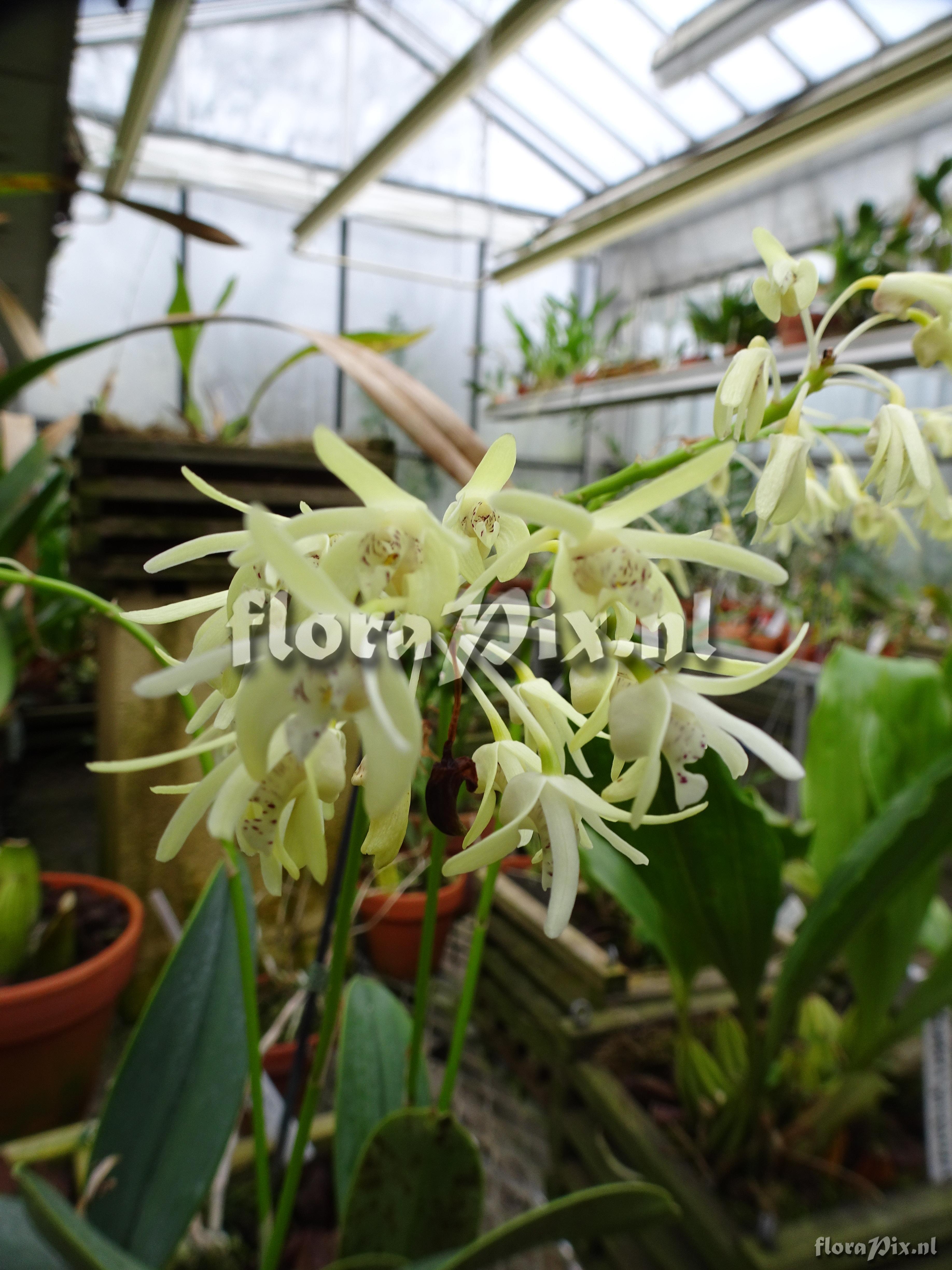 Dendrobium speciosum spp pedunculatum