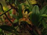 Dendrobium nakaharaei