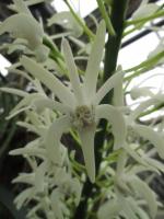 Dendrobium speciosum var. speciosum