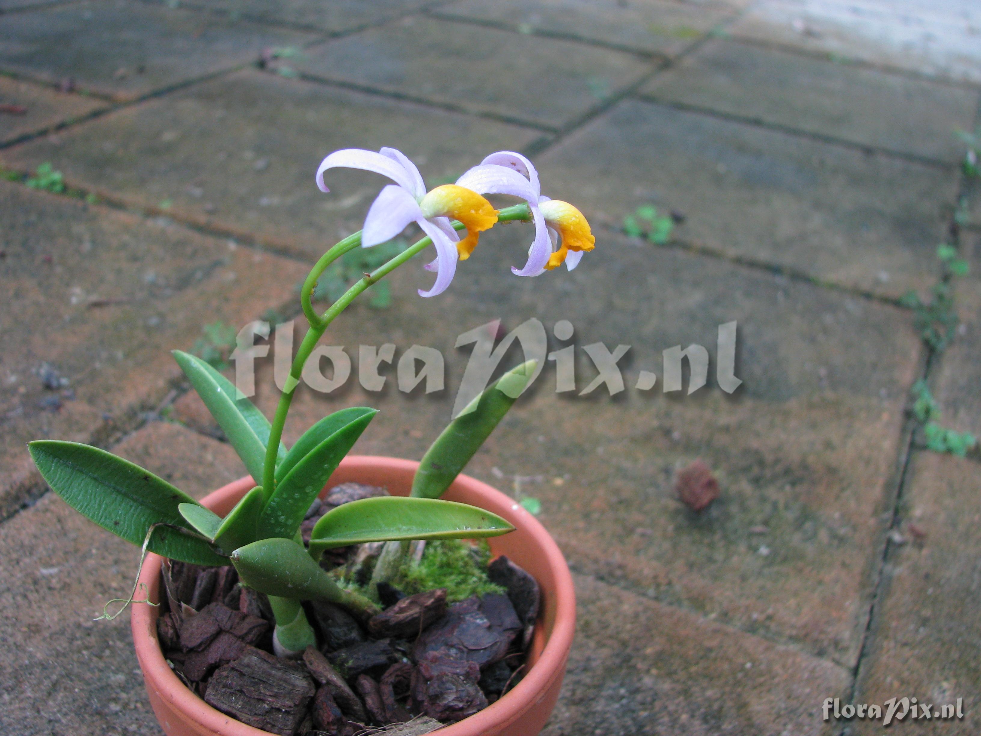 Cattleya longipes
