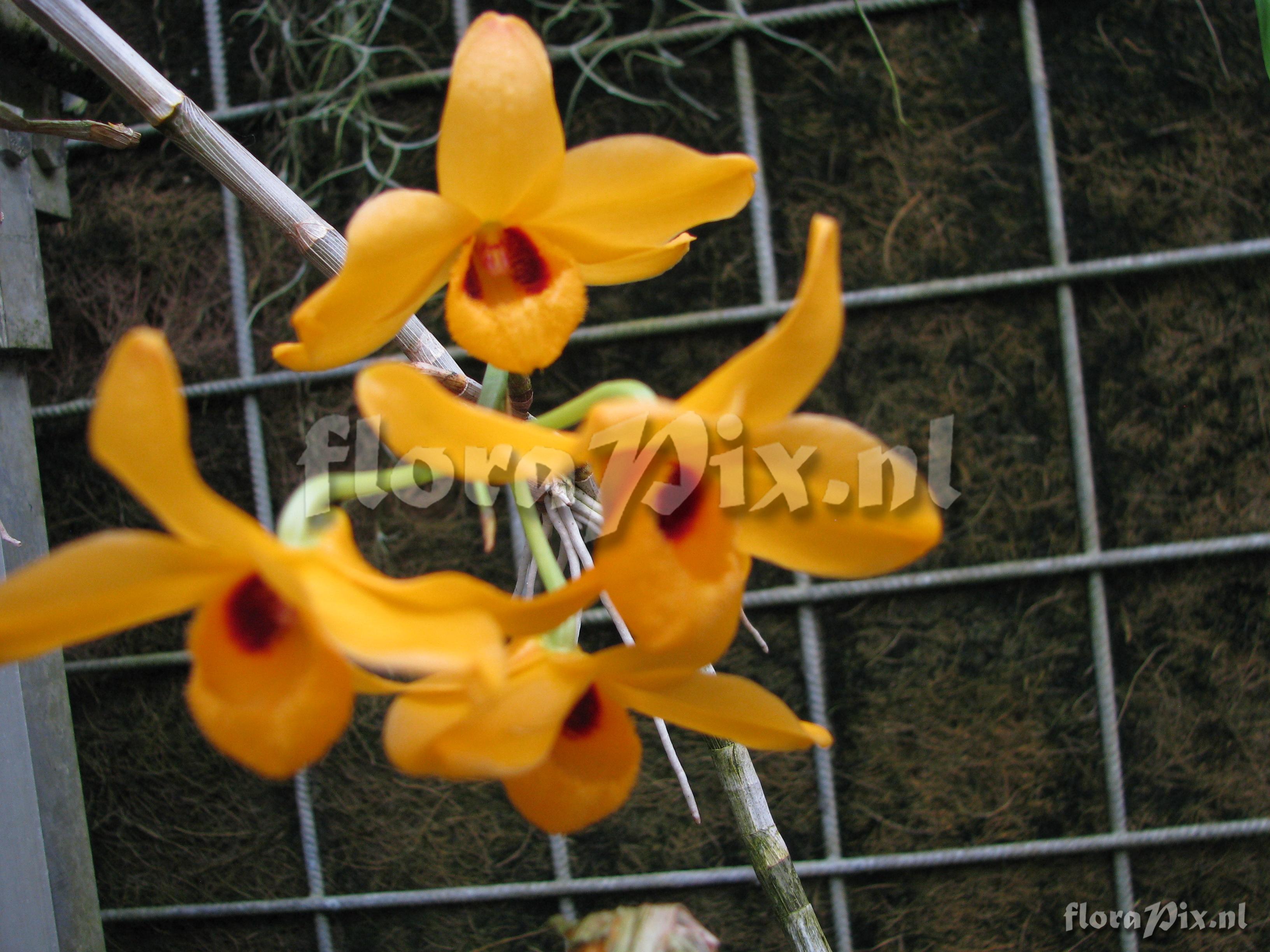 Dendrobium moschatum var. moschatum