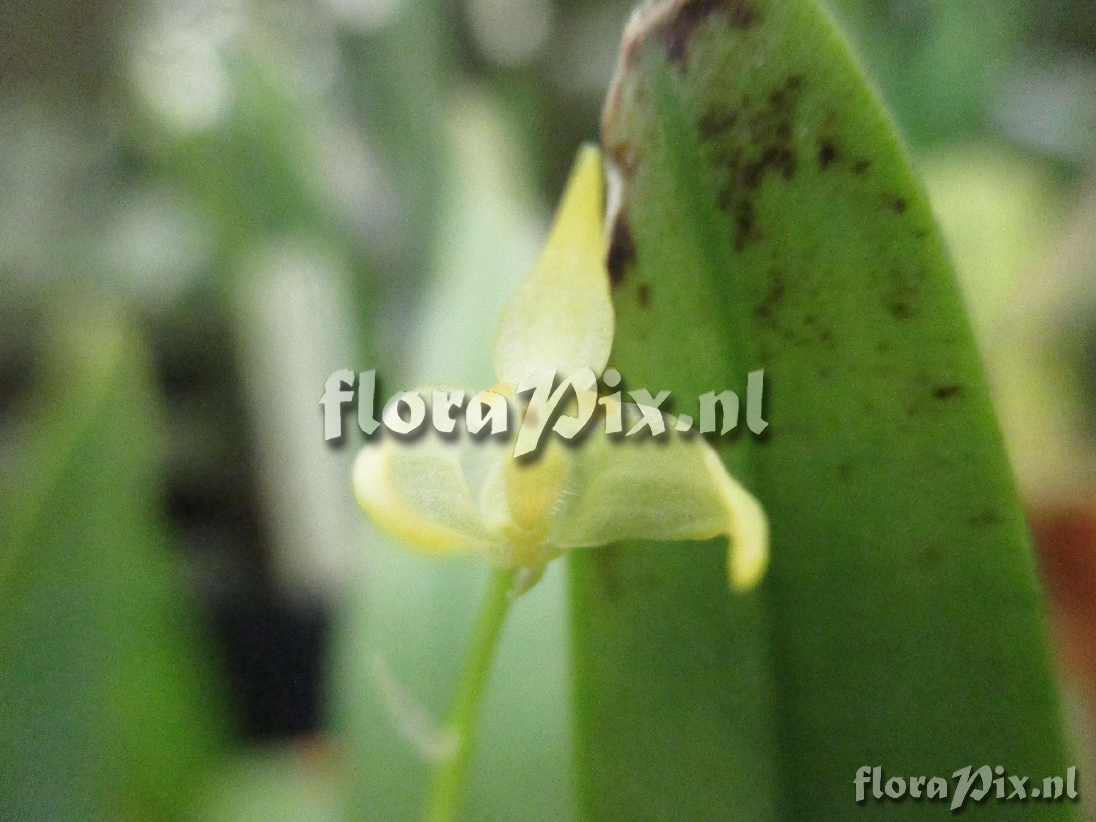 Bulbophyllum semperflorens
