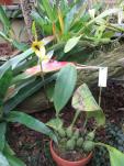 Bulbophyllum amplebracteatum subsp. carunculatum