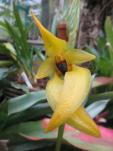 Bulbophyllum amplebracteatum subsp. carunculatum