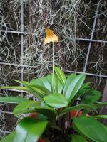 Masdevallia triangularis