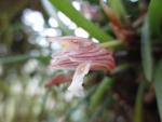 Maxillaria uncata