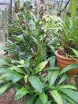 Epidendrum lacustre