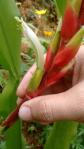 Pitcairnia maidifolia