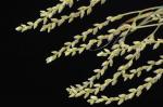 Catopsis floribunda