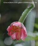 Passiflora tripartita v. mollissima