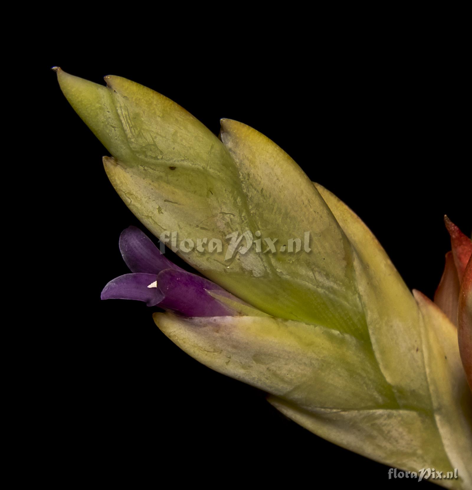 Tillandsia confertiflora