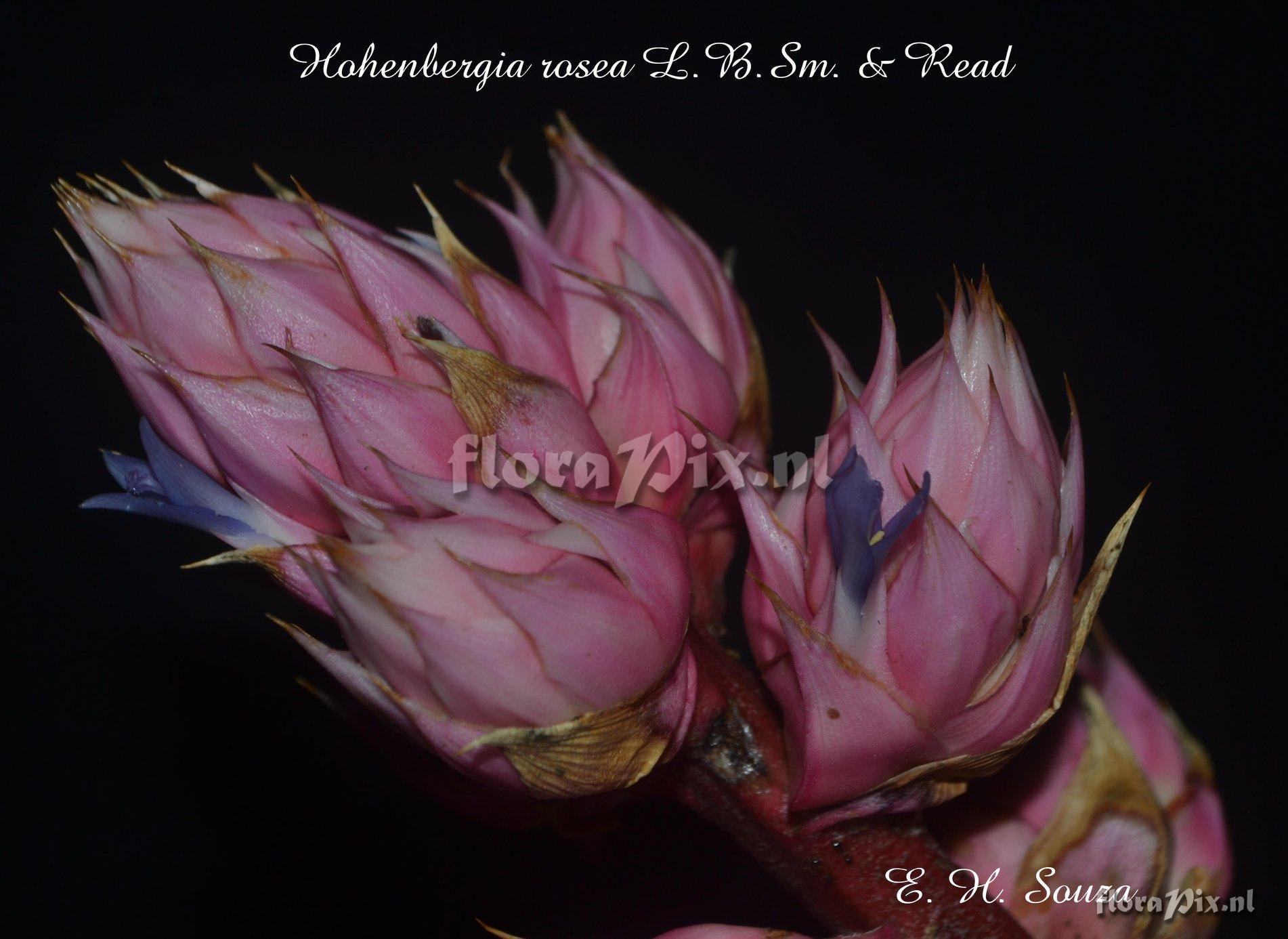 Hohenbergia rosea