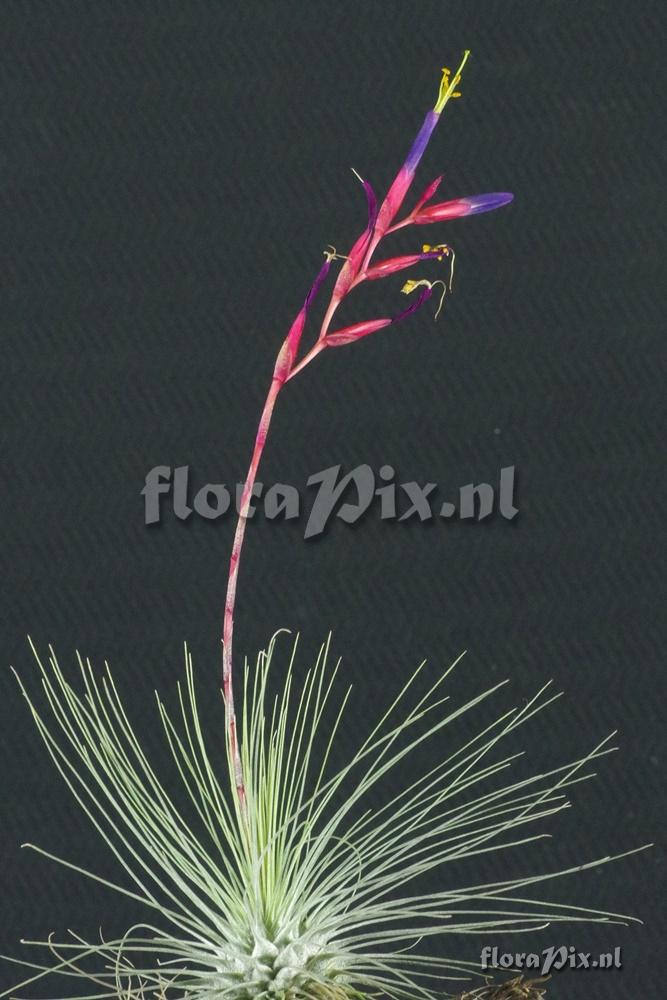 Tillandsia fuchsii forma gracilis