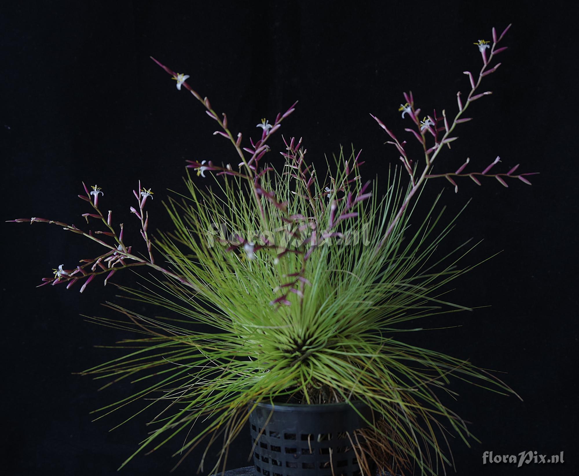 Tillandsia filifolia