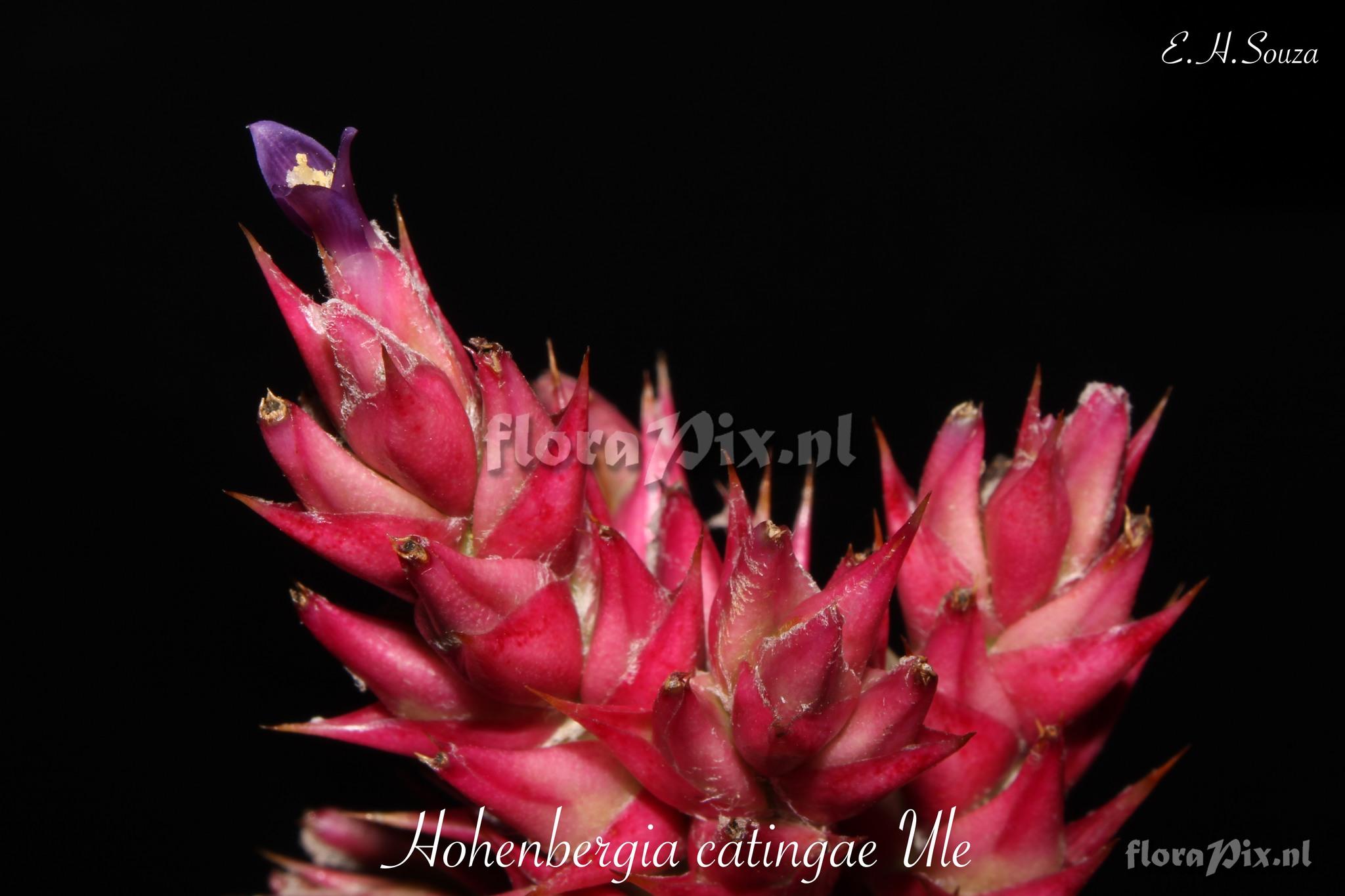 Hohenbergia catingae