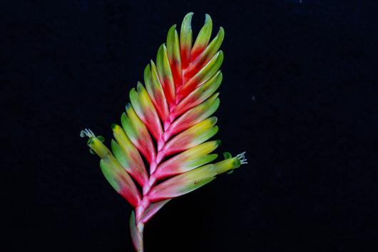 Vriesea carinata