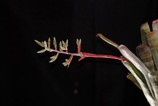 Hohenbergia corr-ar. x Aechmea chantini