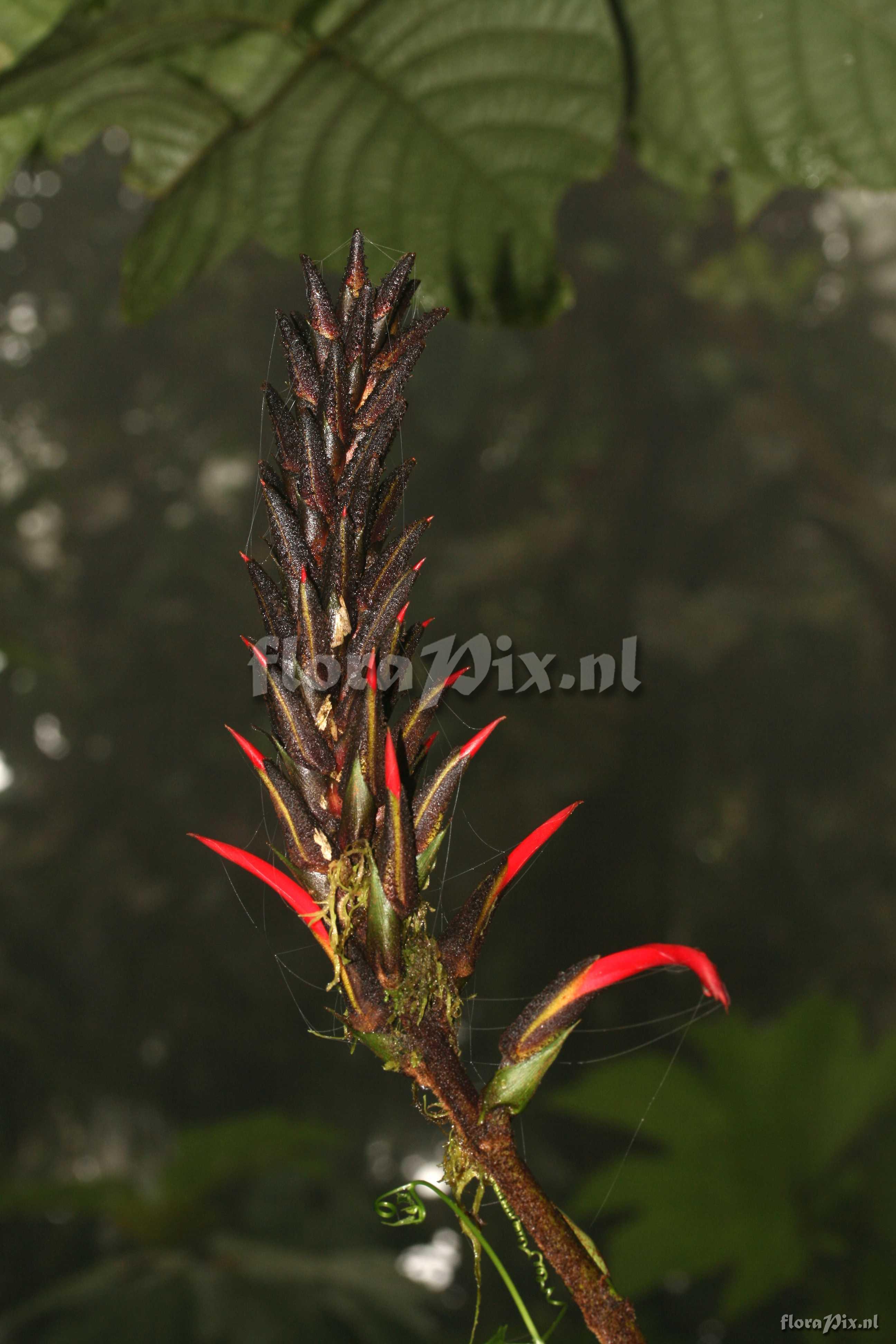 Pitcairnia species