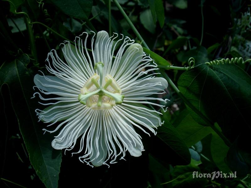 Passiflora  incarnata - white form