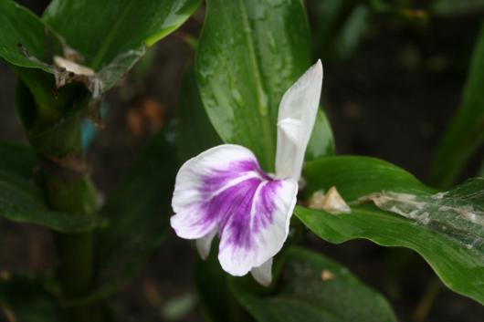 Roscoea purpurea - Wisley Amethist