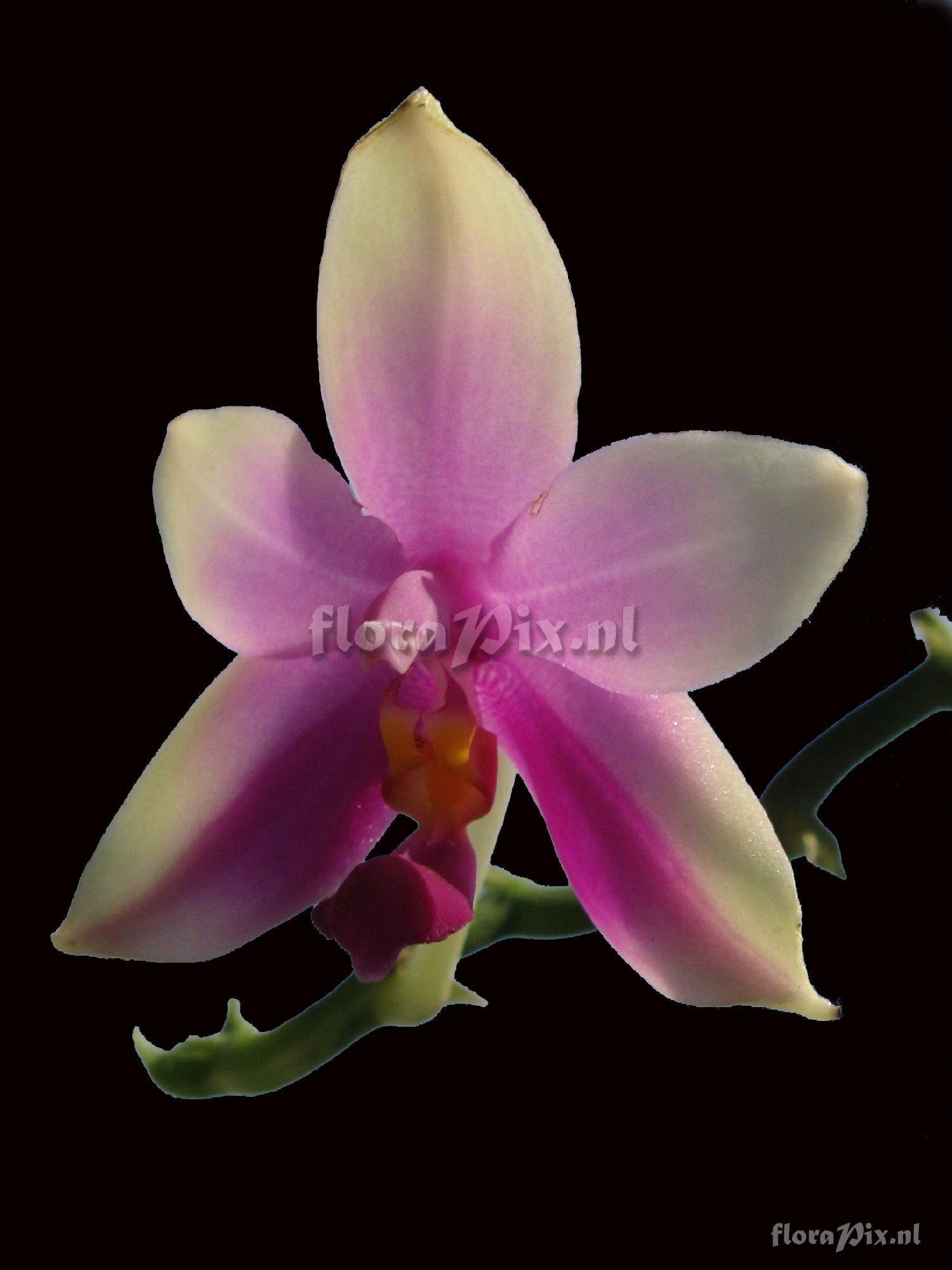 Phalaenopsis violacea - Sumatra form