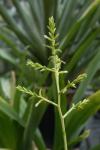 Tillandsia tenuifolia EG627