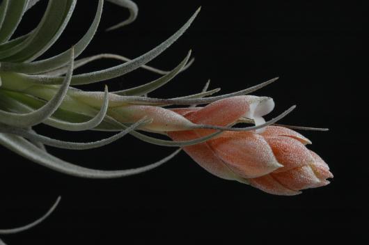 Tillandsia recurvifolia var. subsecundifolia