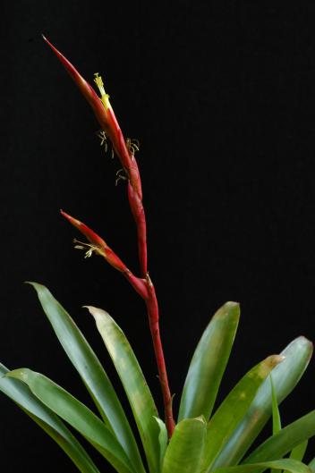 Vriesea aff. pinottii