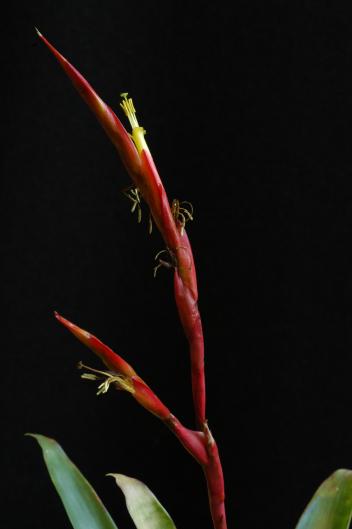 Vriesea aff. pinottii