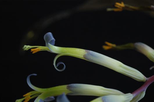 Billbergia 'Lilac