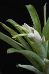 Billbergia chlorantha