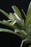 Billbergia chlorantha