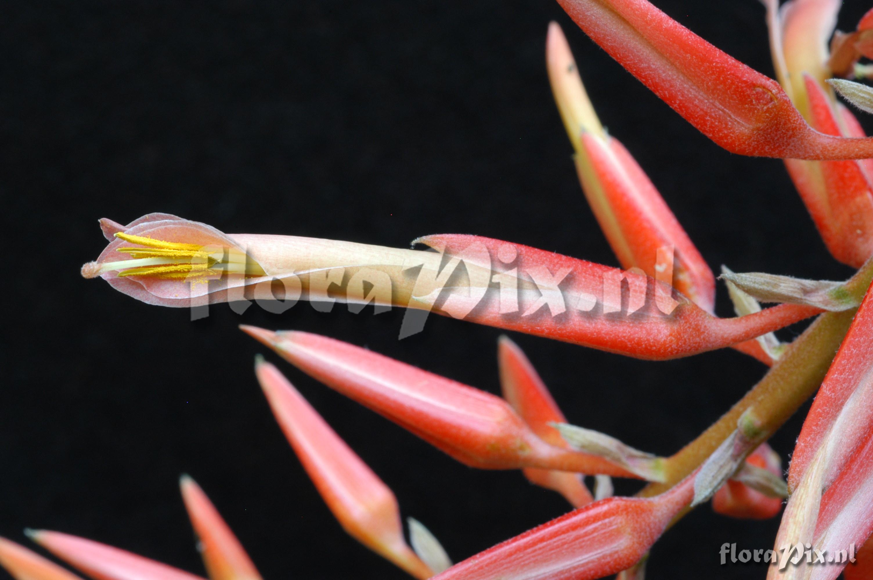 Pitcairnia elliptica