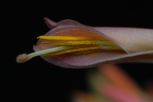Pitcairnia elliptica