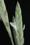 Tillandsia heterophylla