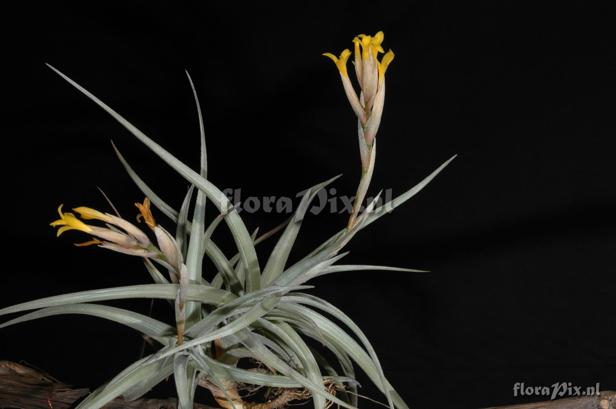 Rhynchoglossum notonianum 1986GR00050