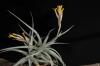 Maxillaria parkeri 1900ZW10787