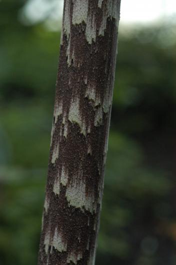 Dracontium polyphyllum