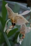 Stanhopea oculata
